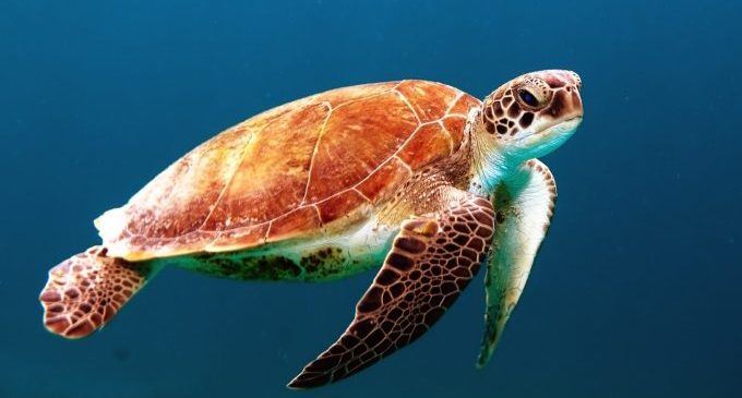 Burriana se suma a la campaña de sensibilización 'Tortugas en el Mediterráneo'