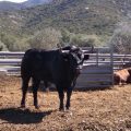 Programa de toros de las Fiestas Patronales de Benicarló 2022