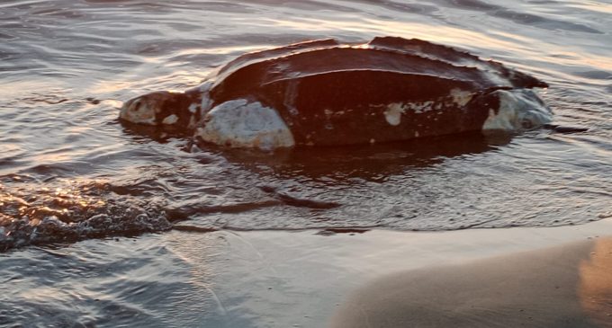 Troben la tortuga més gran del món a la platja de Castelló
