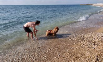 Turisme Vinaròs propondrá habilitar las playas y calas para las mascotas durante la temporada baja