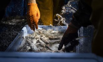 La Diputació de Castelló impulsa una campanya per al foment del consum de peix de la província