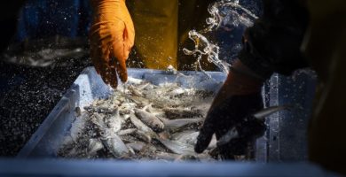 La Diputació de Castelló impulsa una campanya per al foment del consum de peix de la província